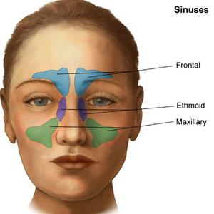 Sinusitus Extract Ingredients 